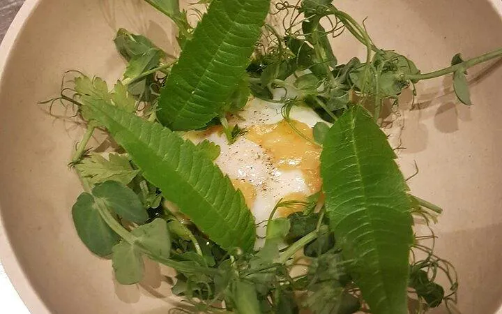 Poached egg with greens served at Grand Hotel Oslo during walking tour.