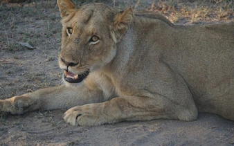 johannesburg'dan kruger ulusal parkı kara safari turu: gün batımı vahşi hayvan gözlem turu ve yemekler dahil-1
