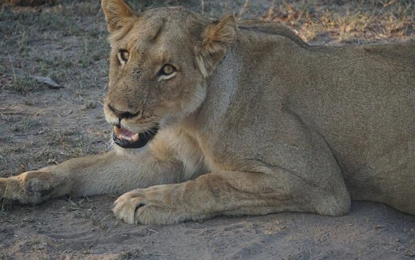 Kruger National Park Overland Safari Tour from Johannesburg with Sunset Game Drive and Meals