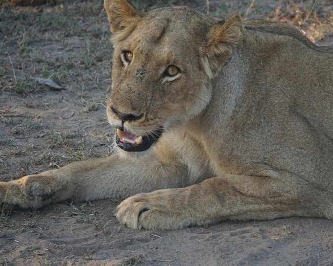 Kruger National Park Overland Safari Tour from Johannesburg with Sunset Game Drive and Meals