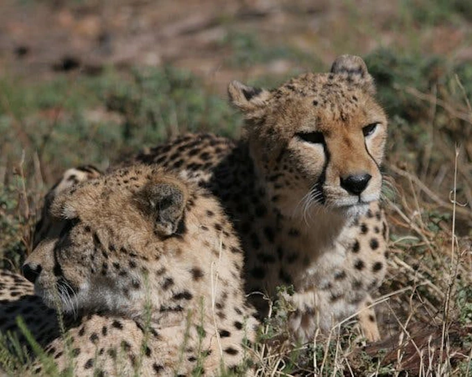 Aquila Private Game Reserve Private Safari Tour with Transfers from Cape Town