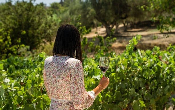 kefalonia wine tour: three wineries visit with up to 18 tastings and local delicacies-4