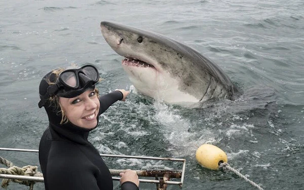 From Cape Town: Shark Cage Diving and Stony Point Penguins Tour to Gansbaai with Transfers
