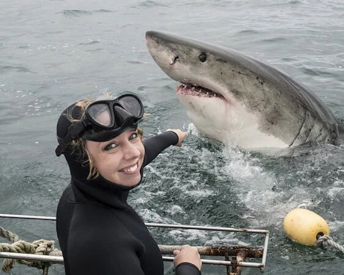 From Cape Town: Shark Cage Diving and Stony Point Penguins Tour to Gansbaai with Transfers