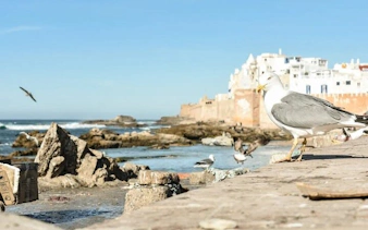 Seagull on Essaouira coast with historic city walls in the background, Morocco.