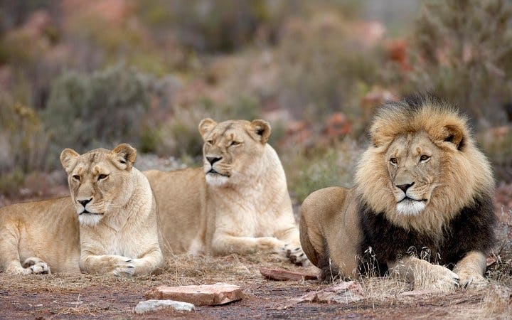 aquila private game reserve: sunset safari game drive ticket-1