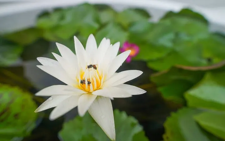 geführter rundgang durch bangkok: wat pho, wat arun und der blumenmarkt-9