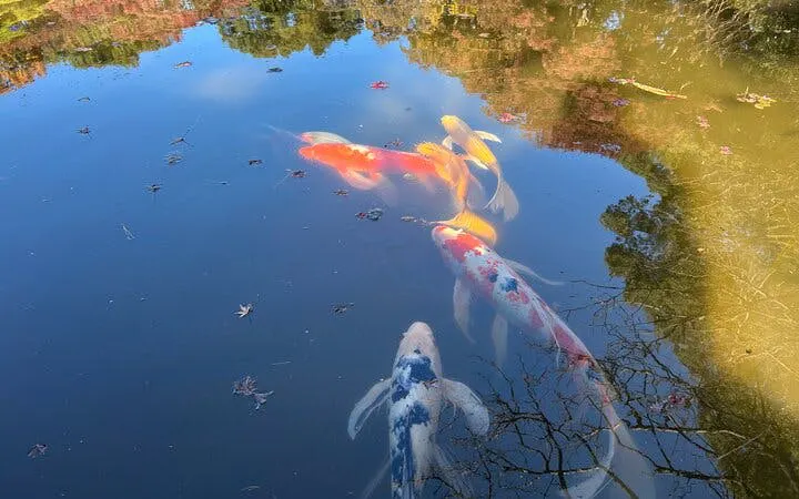 Koi fish swimming in a pond at Tokyo Imperial Palace gardens.