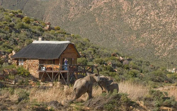 aquila game reserve safari: shared hotel transfers and group 4x4 game drive-6