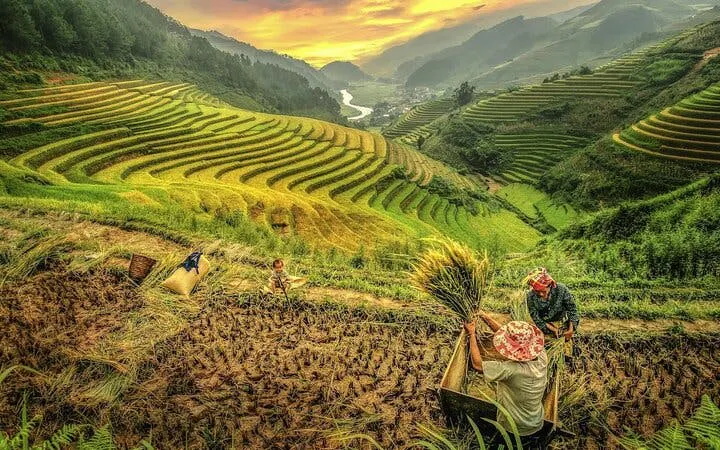Farmers harvesting rice on terraced fields in Mu Cang Chai, Vietnam, during a motorbike tour.