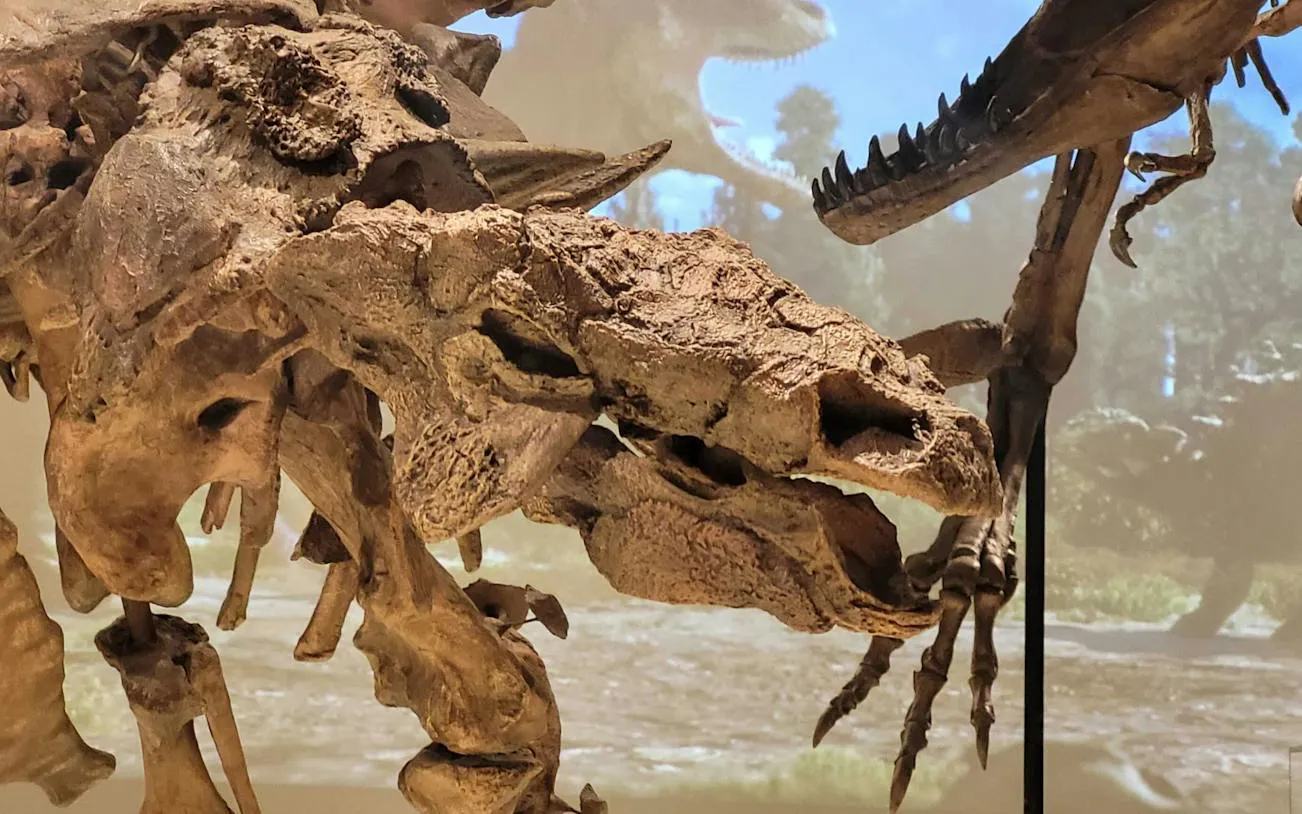 Dinosaur skeleton exhibit at Royal Ontario Museum, Toronto.