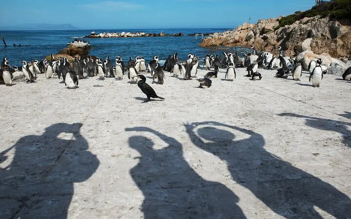 fra cape town: privat båttur med haidykking i bur til gansbaai, inkludert hotelltransport-6