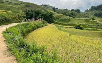 Sapa Muong Hoa Valley terraced rice fields along trekking path.