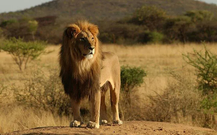 From Arusha: 11-Day Northern Tanzania Safari to Serengeti & Ngorongoro