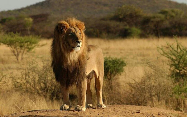 From Arusha: 11-Day Northern Tanzania Safari to Serengeti & Ngorongoro