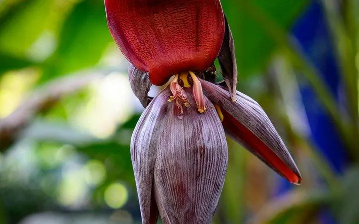 Banana flower in Real Jardín Botánico, Madrid.