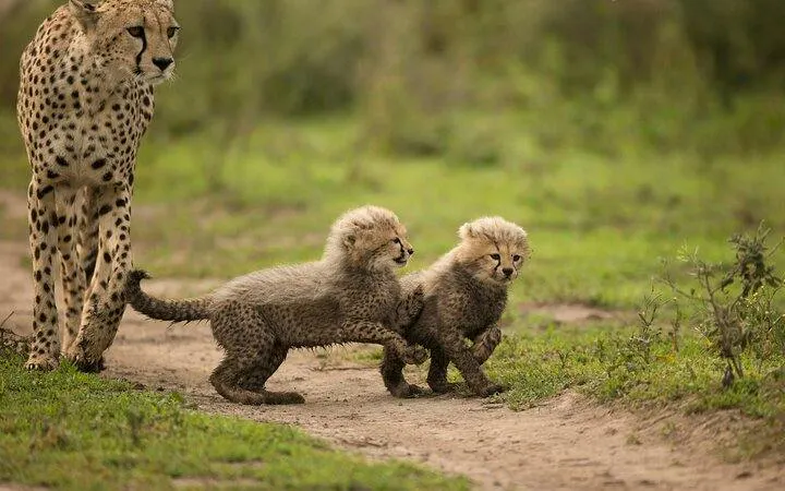 Cheetah with cubs walking on a path in Serengeti National Park, Tanzania.