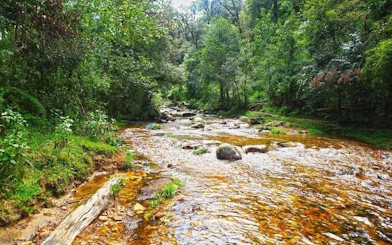 Stream flowing through lush forest in Sapa, Vietnam, part of motorbike sightseeing tour.