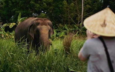 Elephant in lush greenery at Samui sanctuary with visitor observing.