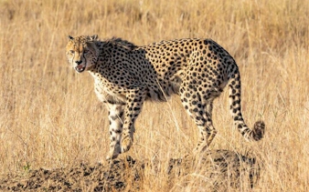 johannesburg'dan kruger ulusal parkı kara safari turu: gün batımı vahşi hayvan gözlem turu ve yemekler dahil-5