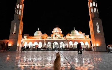 Mosque illuminated at night with people and a cat in Hurghada, Egypt.