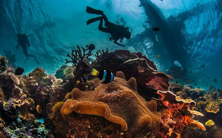 Divers exploring coral reef in Hurghada with vibrant marine life.