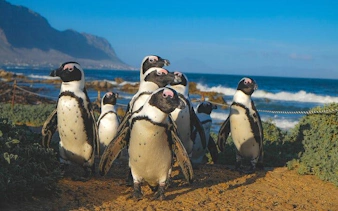from cape town: private shark cage diving boat tour to gansbaai with hotel transfers-2