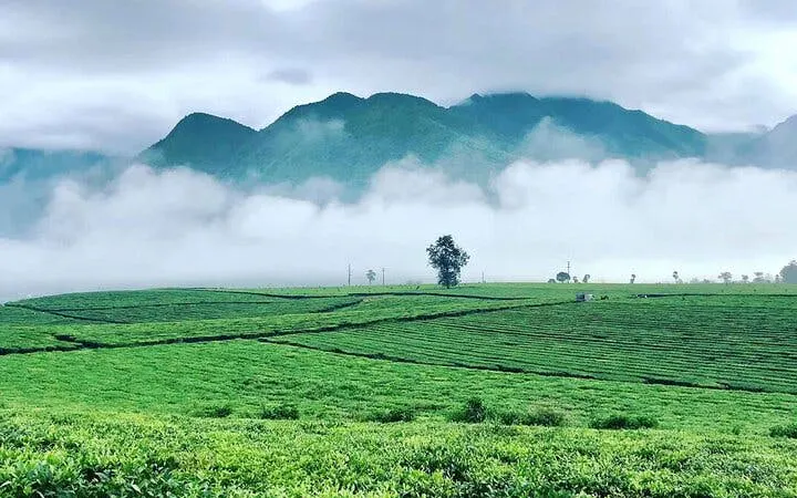 Tea farm in Sapa with misty mountains in the background.