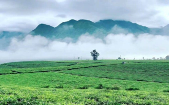 Tea farm in Sapa with misty mountains in the background.