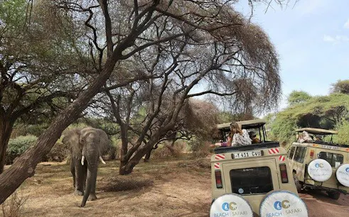 Safari vehicles observing an elephant under acacia trees in Northern Circuit, Tanzania.