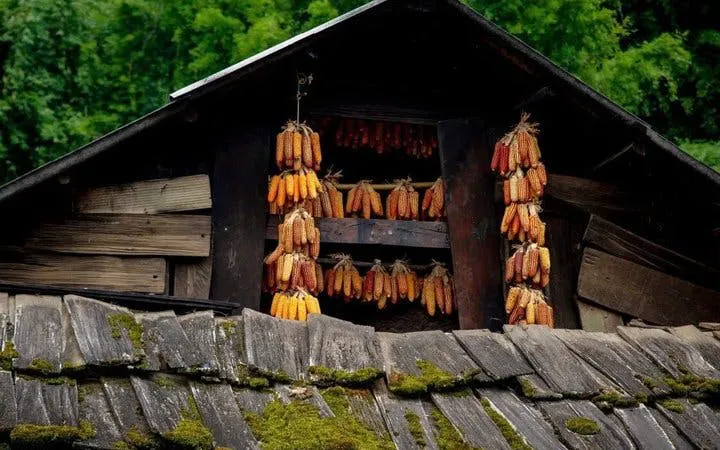 Hanging corn drying on a rustic wooden house in Sapa, Vietnam.