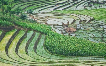 Rice terraces in Sapa, Vietnam, showcasing lush green fields and winding paths.