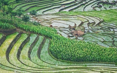 Rice terraces in Sapa, Vietnam, showcasing lush green fields and winding paths.