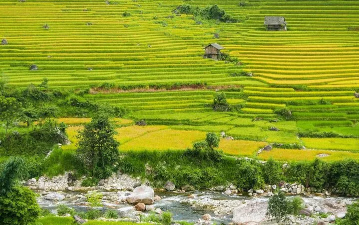 Terraced rice fields in Muong Hoa Valley, Sapa, with small huts and a flowing stream.