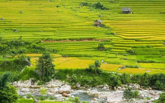 Terraced rice fields in Muong Hoa Valley, Sapa, with small huts and a flowing stream.