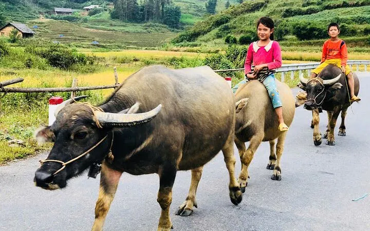 Children riding water buffaloes on a rural road near Sapa, Vietnam, during a motorbike tour.