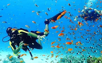 Snorkelers diving among colorful fish at Tiran Island, Sharm El Sheikh.