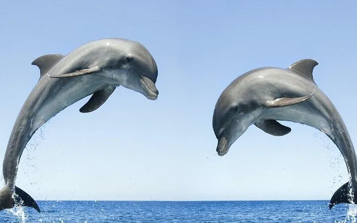 Dolphins leaping from the water during a swim experience in Sharm El Sheikh.