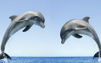 Dolphins leaping from the water during a swim experience in Sharm El Sheikh.