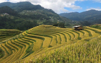 Terraced rice fields in Mu Cang Chai, Northern Vietnam, with a small hut and mountain backdrop.