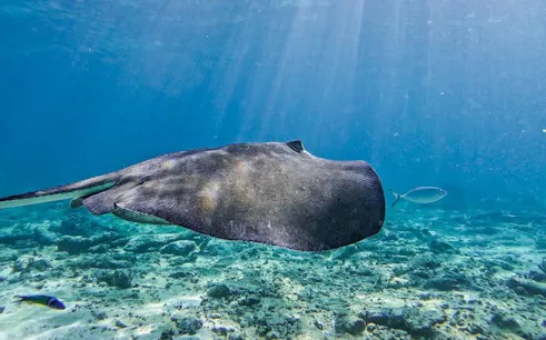 Stingray swimming over coral reef in Tulum waters.