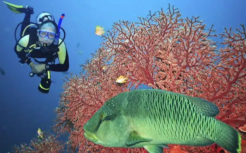 Diver exploring coral reef with fish in Hurghada.