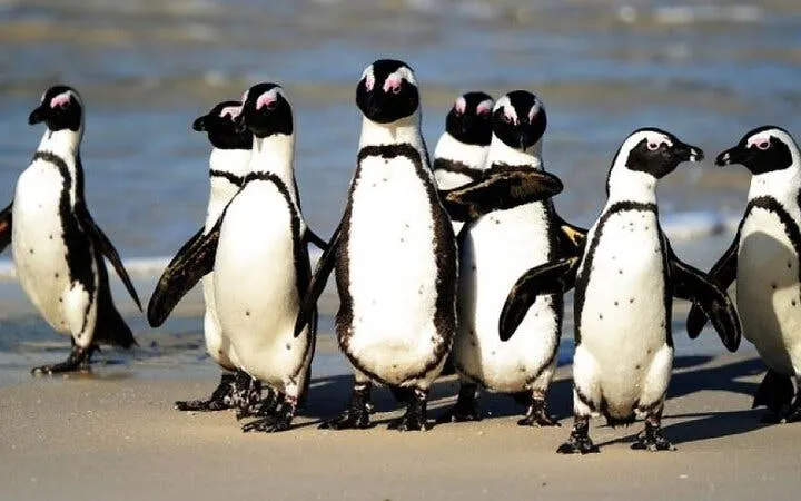 Cape Town Seal Snorkelling, Penguin Colony and Cape of Good Hope Private Tour