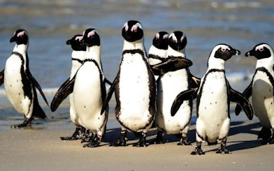 Cape Town Seal Snorkelling, Penguin Colony and Cape of Good Hope Private Tour