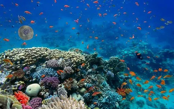 Tiran Island Snorkeling trip, Lunch & Transfer - Sharm El Sheikh