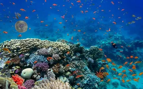 Coral reef and fish in clear waters during Tiran Island snorkeling trip, Sharm El Sheikh.