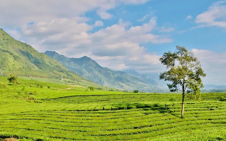 Tea hill landscape with a lone tree in Sapa, Vietnam, under a blue sky.