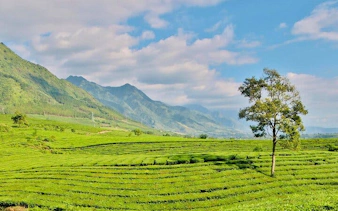 Tea hill landscape with a lone tree in Sapa, Vietnam, under a blue sky.