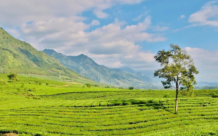 Tea hill landscape with a lone tree in Sapa, Vietnam, under a blue sky.