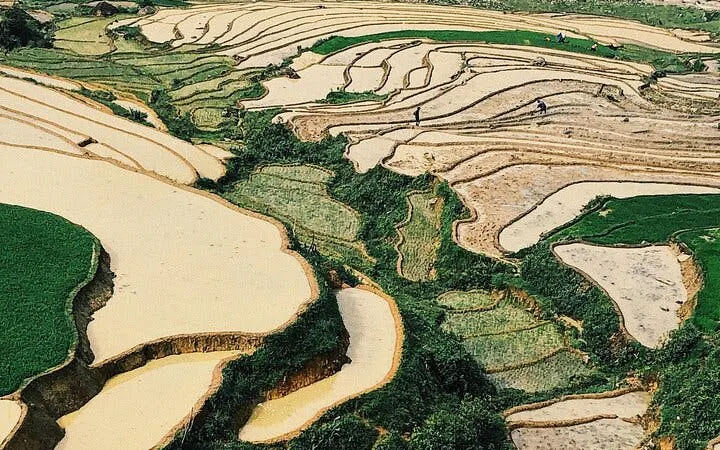 Terraced rice fields in Sapa, Vietnam, part of a motorbike tour through villages and hot springs.